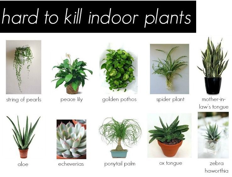 Top 10 Hardy Indoor Plants Bailey Devine Real Estate 